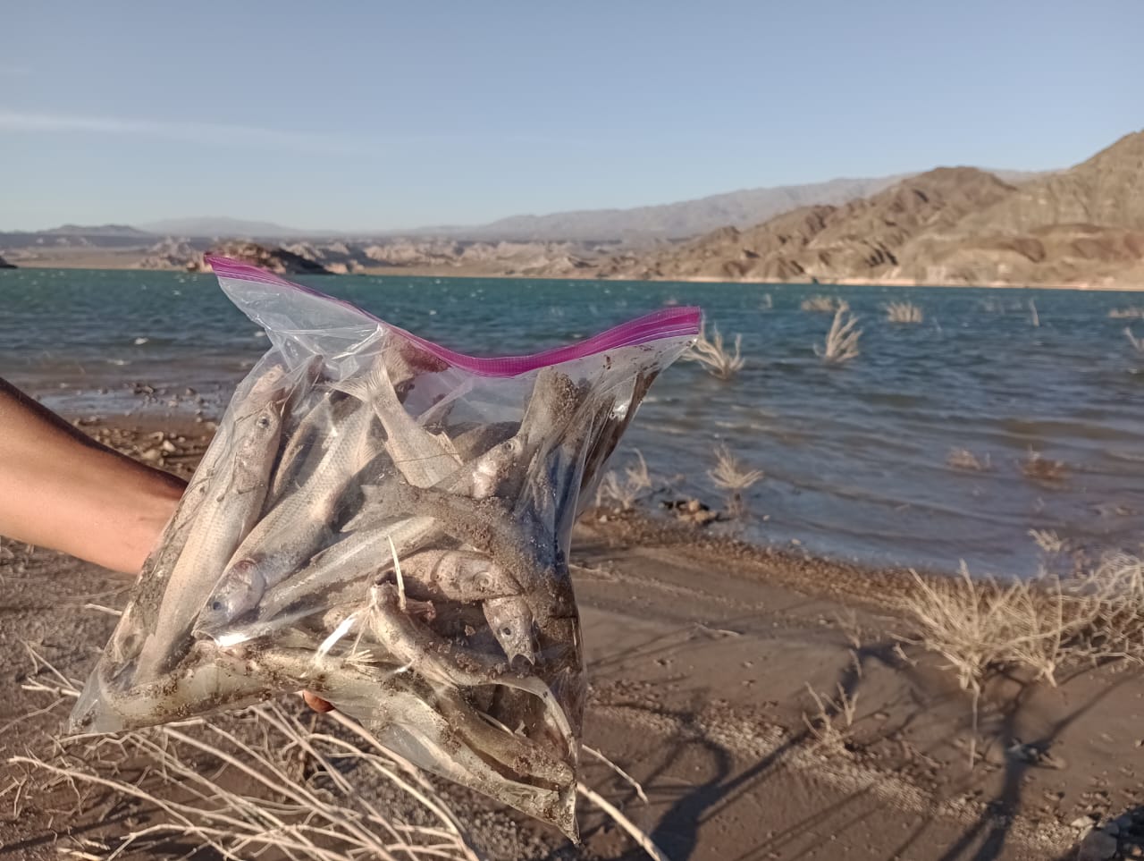 A bag of dead fish in a ziplock is held up to the camera, in front of the Cuesta del Viento dam. Credit: Asamblea Jachal No Se Toca.
